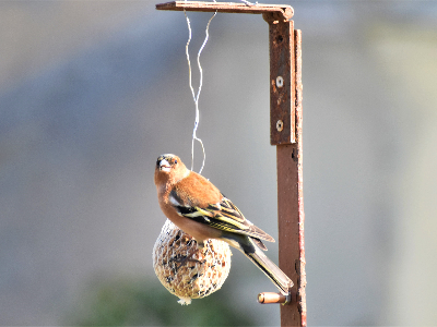 Weekend Nature Programs - Fall (9/1-12/31) - Reg Opens 8/1